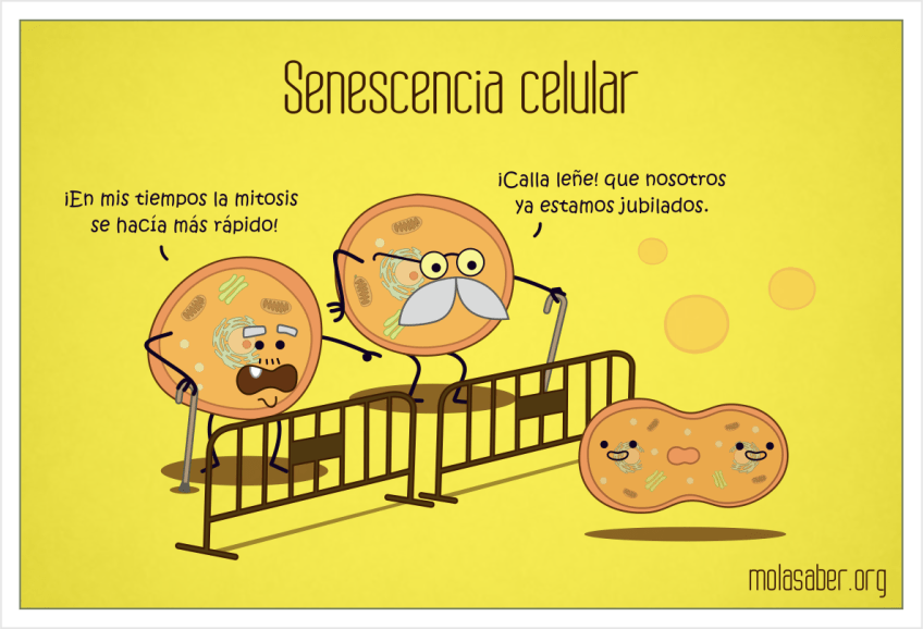 SenescenciaCelular