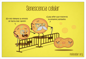 SenescenciaCelular